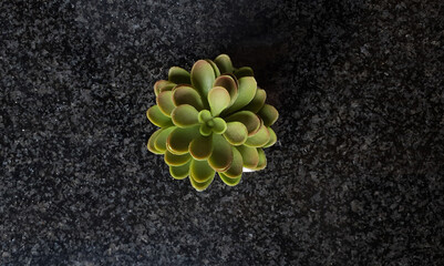 artificial fake plastic potted plant on a black kitchen counter.