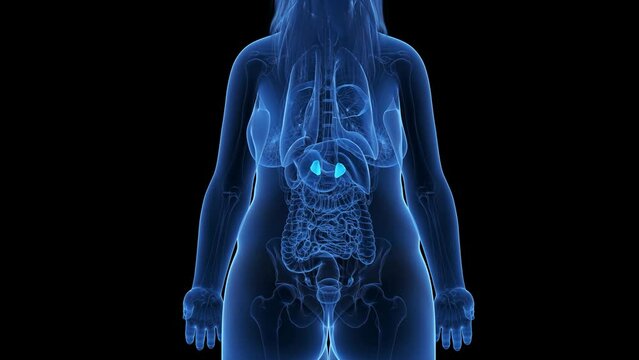 3d rendered medical animation of an obese womans adrenal glands