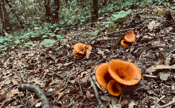 Mushroom in the forest, bolete in autumn. Autumn time in the forest. Gathering mushrooms. Photograph of mushrooms in nature.
Autumn background with space for text.
