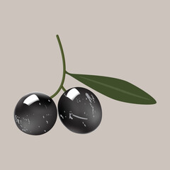 Olive branch, color vector drawing


