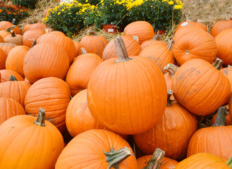Pumpkin Stalks on background 