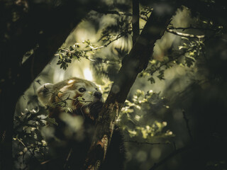 Portrait d'un panda roux au travers le feuillage d'un arbre - red panda