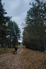 Naklejka na ściany i meble Australian and German Shepherd with female owner in park walking along path among trees. Young Caucasian woman walks with two purebred dogs in mixed autumn forest. Rear view.