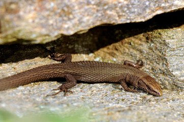 Fitzinger's algyroides, Pygmy keeled lizard // Tyrrhenische Kieleidechse, Zwerg-Kieleidechse (Algyroides fitzingeri) - Sardinia, Italy