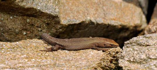Tyrrhenische Kieleidechse, Zwerg-Kieleidechse // Fitzinger's algyroides, Pygmy keeled lizard (Algyroides fitzingeri) - Sardinien, Italien