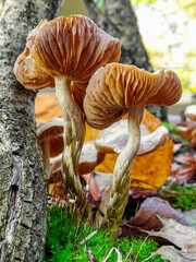 Wild mushrooms in the forest