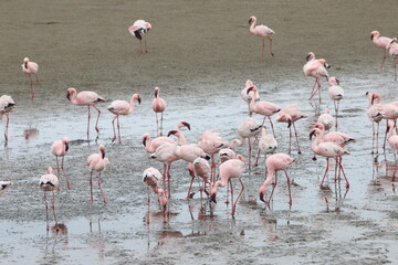 Flamants Roses