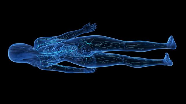 3d rendered medical animation of the lymphatic system