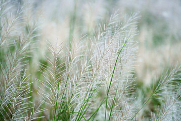 white reeds grass flower