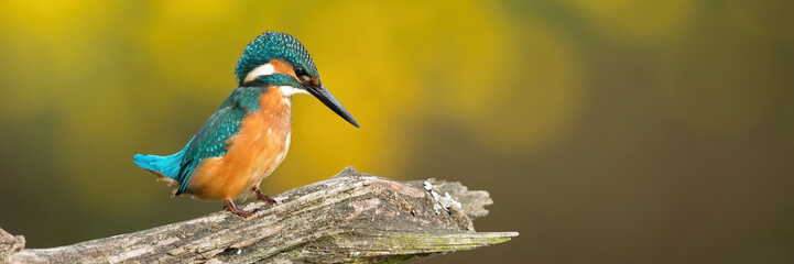 Common kingfisher, alcedo atthis, sitting on branch in autumn in wide angle. Colorful bird resting on wood with copy space. Blue and orange animal looking on cut tree.
