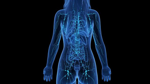 3d rendered medical animation of the lymphatic system