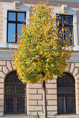 Fototapeta na wymiar Tree in autumn colors in front of an old building