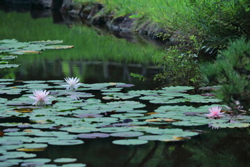 水面に優雅に浮かぶ
