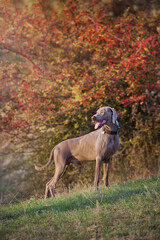 weimaraner dog in a collar pointing outdoors in autumn