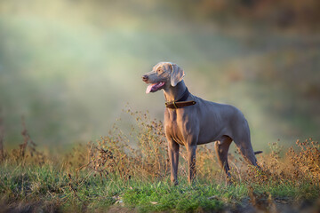 weimaraner dog in a collar pointing outdoors in autumn - 541719270