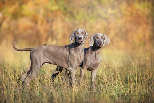 weimaraner dog in a collar pointing outdoors in autumn