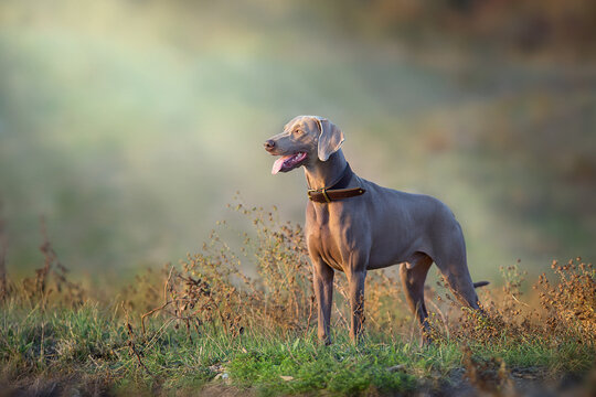 weimaraner dog in a collar pointing outdoors in autumn - Powered by Adobe
