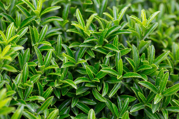 Young sprout in springtime,Closeup. spring green leaves on a bush. A shrub branch on a blurry green background, selective focus. The concept of a new life.