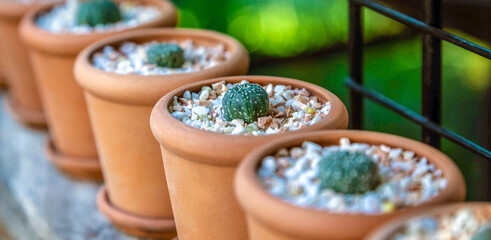 .Experiment for growing cactus in the farm.