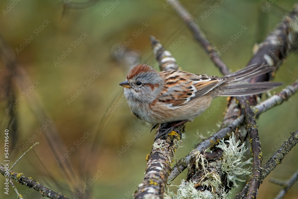 Sticker beautiful american tree sparrow (spizelloides arborea) sitting on a branch on blurred background