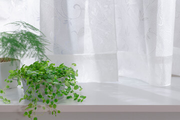 窓際で育てる観葉植物