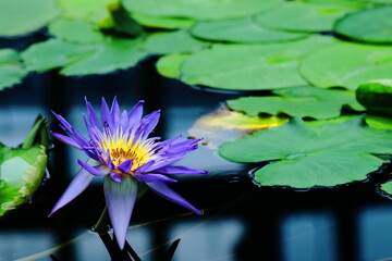 水面に優雅に浮かぶ
