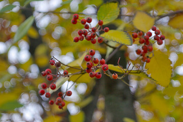 red rowan berries on a branch