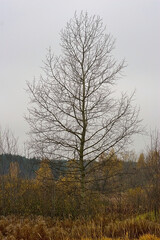 A single tree in an autumn forest park