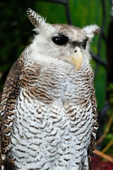 horned owl