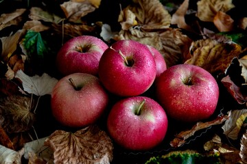 Red apples in an autumn setting