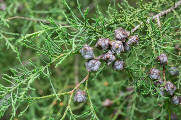 Lawsons Cypress Triomf van Boskoop branch with cones -Lovely coniferous green background, selective focus