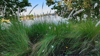 The white grass flower with the beautiful lake in the park.