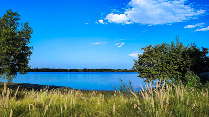 The white grass flower garden with the beautiful blue lake and sky in the park.