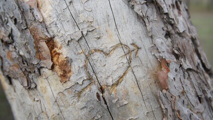 Scribbled heart on the bark of a tree