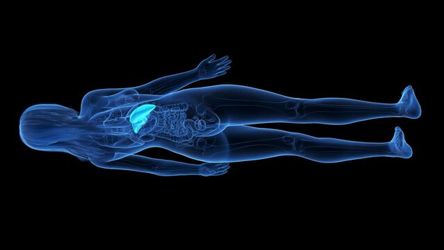 3d rendered medical animation of the  liver