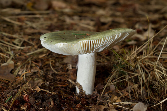 Green-cracking russula, edible mushroom with pale green cap in forest soil