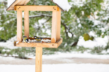 Naklejka premium A chickadee in a winter feeder eats bread. The concept of helping birds in winter.