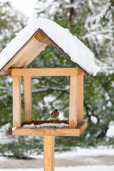 Pink songbird sitting in a feeder in winter. lat. Chloris chloris is a small passerine bird of the finch family Fringillidae.