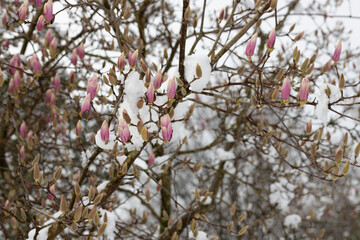 unexpected cold snap. Snow on flowering trees, magnolia flowers in the snow
