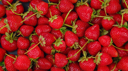 Fresh organic strawberries , over dark background