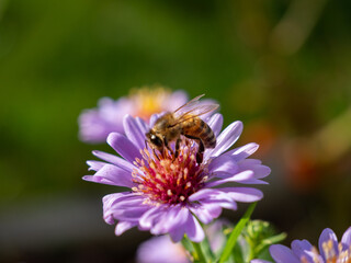 Bee on purple chamomile. Bee on chamomile.