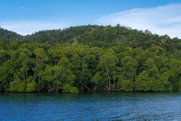 Mangrove, located in Cendrawasih Bay National Park, West Papua Province