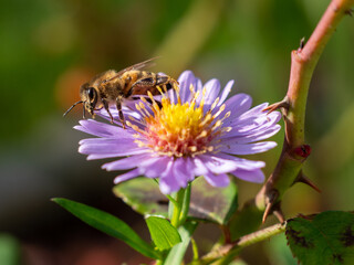 Bee on purple chamomile. Bee on chamomile.