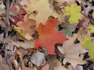 autumn leaves on the ground