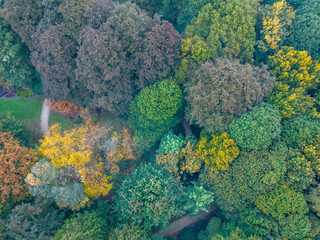 Naklejka na ściany i meble Beautiful aerial fall trees. Top down view on autumn deciduous forest in yellow and orange colors. Aerial view of forest during calm autumn day. Colourful autumn colours in forest spits. High quality