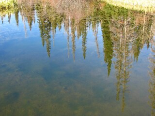 reflection of trees in water