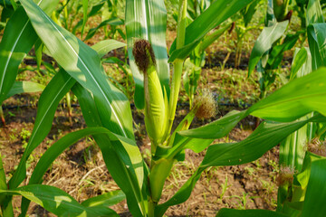 Obraz premium Corn field close up. Selective focus. Green Maize Corn Field Plantation in Summer Agricultural Season.