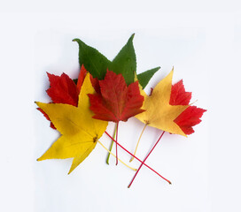 Colorful autumn maple leaves with white background