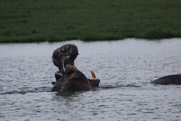 Fototapeta premium Hippopotame Zimbabwe