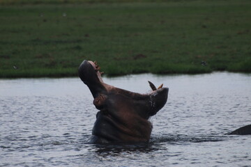 Fototapeta premium Hippopotame Zimbabwe
